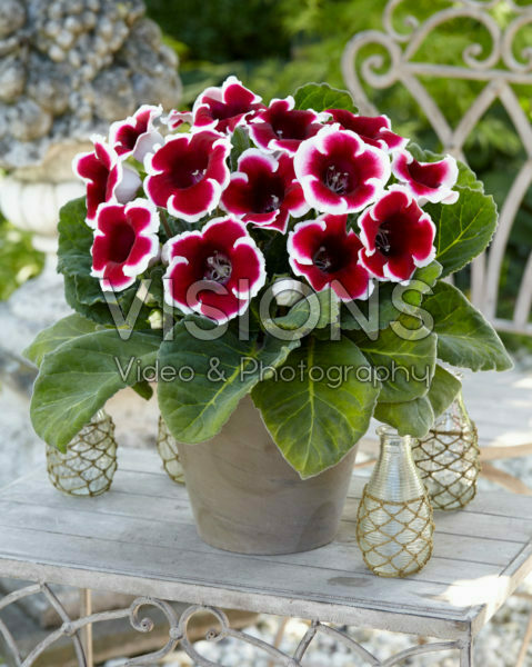 Глоксиния Кайзер Фридрих